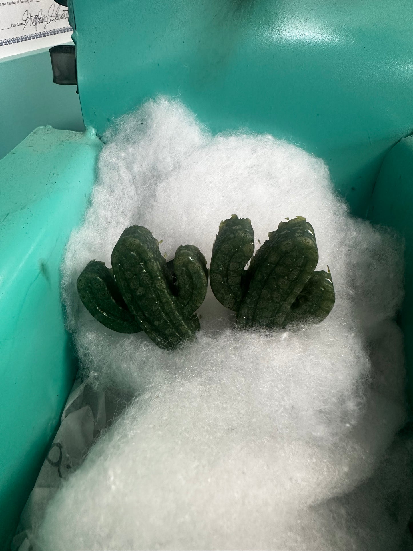 Cactus Vent Clips